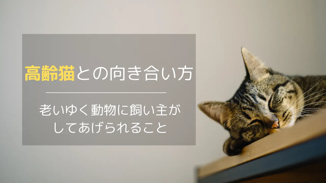 高齢猫との向き合い方〜鶴見区・神奈川区・港北区の飼い主様へ